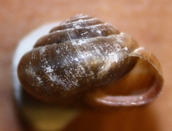 Trochulus (Filicinella) leucozonus da Ceska Koca  Slovenia